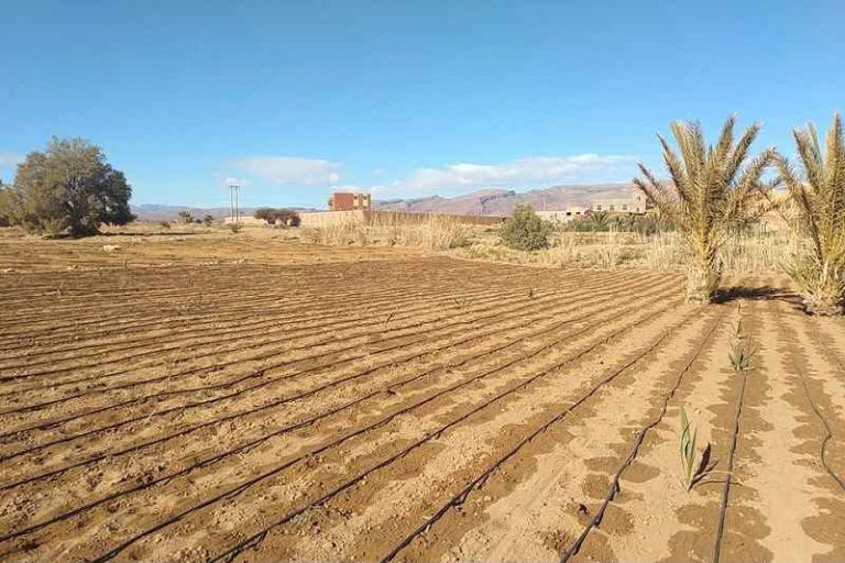 الدريوش.. إطلاق عملية التحفيظ الجماعي المجاني بجماعتي أولاد أمغار وتليليت