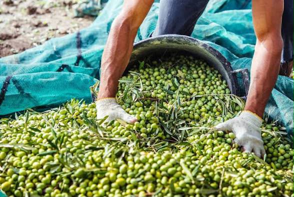 الناظور.. سرقات الزيتون ترعب فلاحي بوعرك والدعوات تتصاعد لتطويق الظاهرة