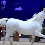 الجائزة الكبرى للملك محمد السادس للخيول العربية الأصيلة تبلغ أعلى تصنيف دولي