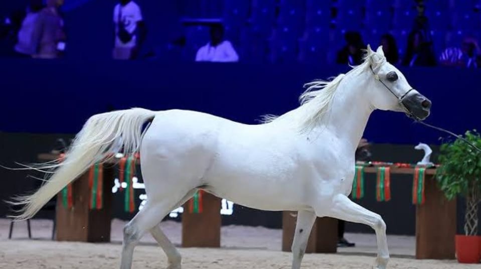 الجائزة الكبرى للملك محمد السادس للخيول العربية الأصيلة تبلغ أعلى تصنيف دولي