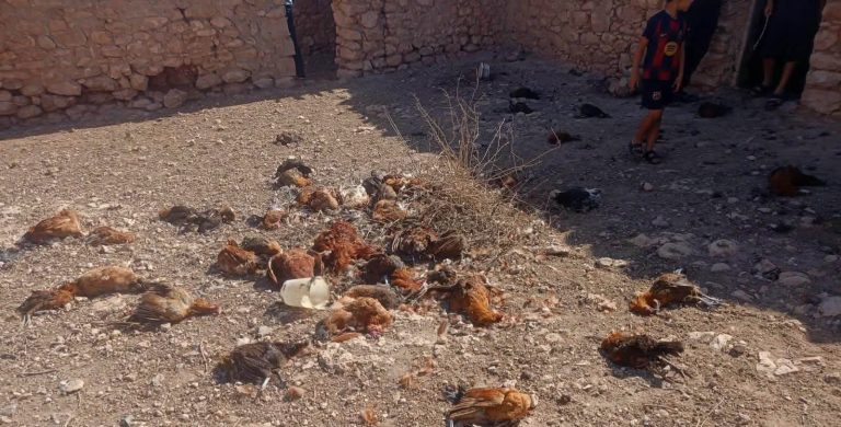 العروي.. كلاب ضالة تتسبب في خسائر مادية لمواطن بعد نفوق دجاجه البيّاض