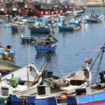 خليج الحسيمة.. دراسة علمية ترصد مستويات مرتفعة من الزرنيخ في القمرون والباجو