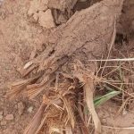 طاطا.. تخريب مزارع واقتلاع نخيل بدوار إليغ