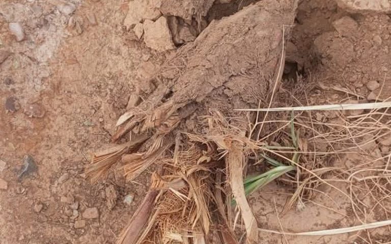 طاطا.. تخريب مزارع واقتلاع نخيل بدوار إليغ