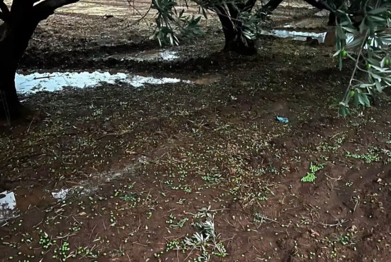 قلعة السراغنة.. زخات رعدية قوية وبرد يتسببان في خسائر فادحة بأشجار الزيتون