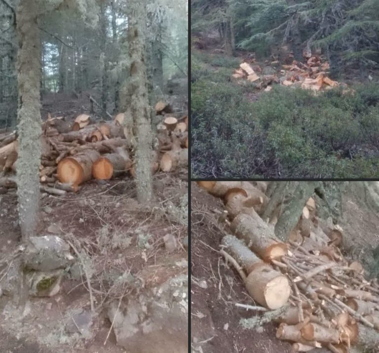 جبل أغاندرو بالحسيمة.. مخاوف من استنزاف أشجار الأرز ومطالب بالتدخل