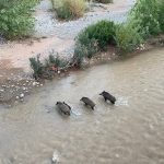 تنغير.. الخنازير البرية تغزو محيط قنطرة بومالن دادس
