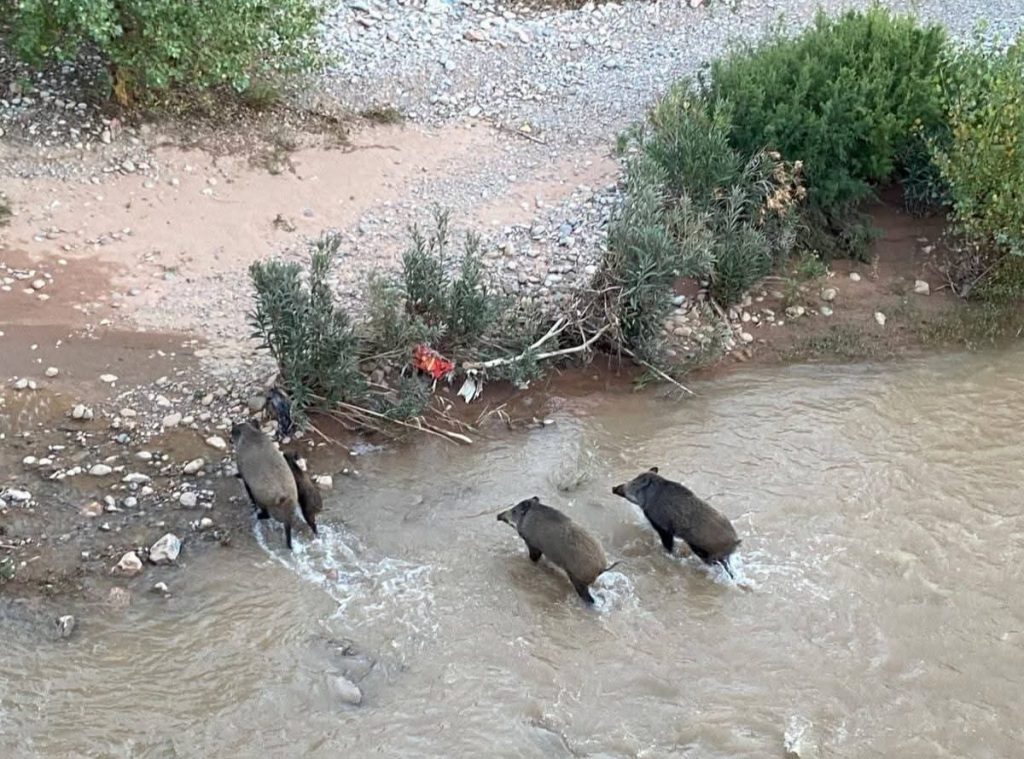تنغير.. الخنازير البرية تغزو محيط قنطرة بومالن دادس