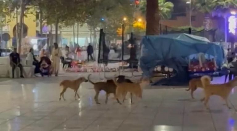 الحسيمة.. انتشار مقلق للكلاب الضالة بإمزورن يثير مخاوف الساكنة