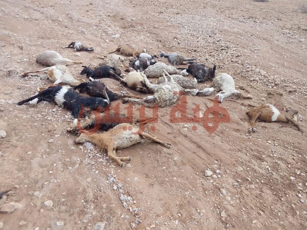 جرسيف.. نفوق نحو 100 رأس من الأغنام جراء فيضان وادي القلعة بدوار أبو طاهرن