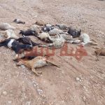 جرسيف.. نفوق نحو 100 رأس من الأغنام جراء فيضان وادي القلعة بدوار أبو طاهرن