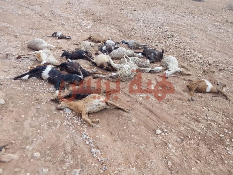 جرسيف.. نفوق نحو 100 رأس من الأغنام جراء فيضان وادي القلعة بدوار أبو طاهرن