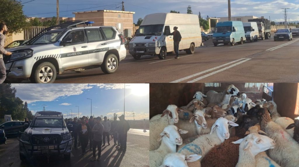 وجدة أنجاد.. الدرك يفكك عصابة لسرقة المواشي بالمنطقة الحدودية