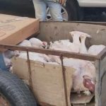 سلطات الصويرة تحجز 120 كيلوغراما من الديك الرومي غير صالح للاستهلاك (صور)
