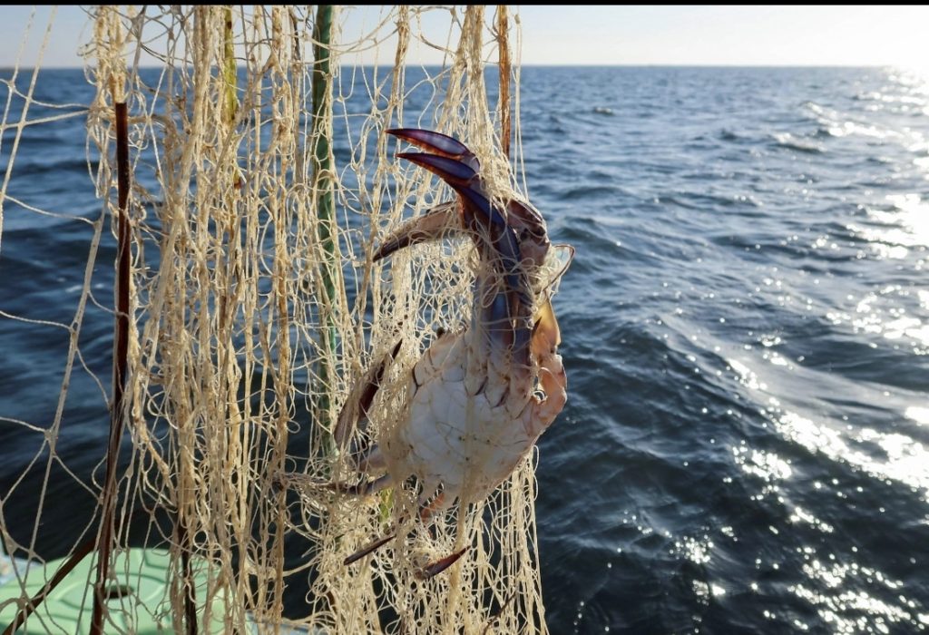 شمال المغرب.. السلطعون الأزرق يهدد البحارة ويتلف شباك الصيد