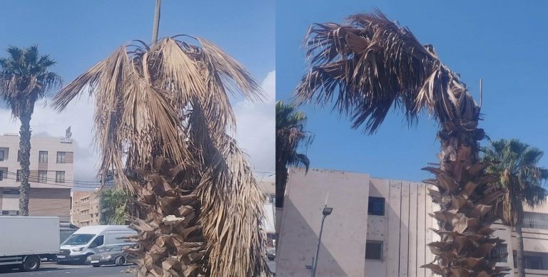 الناظور.. صورة نخلة عتيقة تثير انتقادات بشأن وضعية المساحات الخضراء