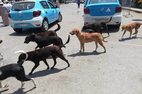 شفشاون.. جمعية تطالب بالتحقيق في وقائع قتل الكلاب