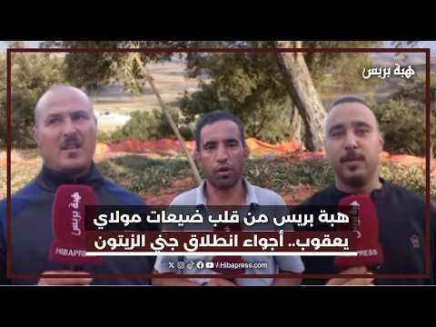 هبة بريس من قلب ضيعات مولاي يعقوب أجواء انطلاق جني الزيتون