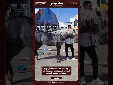 واش عمركم شفتو حصان بهاد الجمال؟ فضي بشعر أبيض طويل.. منظر نادر بمعرض الفرس!