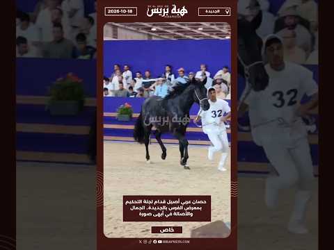 حصان عربي أصيل قدام لجنة التحكيم بمعرض الفرس بالجديدة.. الجمال والأصالة في أبهى صورة
