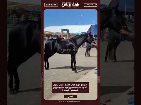 شوفو الزين ديال الصح.. فرس بربري أسود من المنصورية بجمالو وهيبتو فمعرض الفرس!