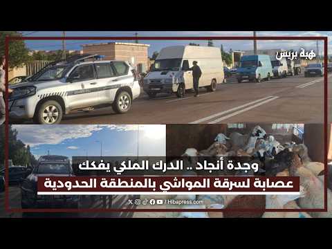وجدة أنجاد.. الدرك الملكي يفكك عصابة لسرقة المواشي بالمنطقة الحدودية