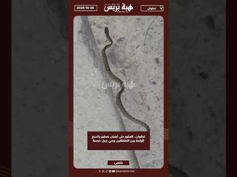 تطوان.. العثور على ثعبان صغير بالدرج الرابط بين الطفالين وحي جبل درسة